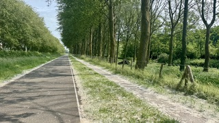 Zomersneeuw