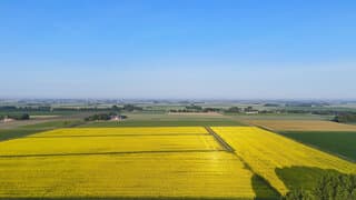 Zonnig boven de gele mosterdzaad