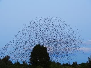 Spreeuwen op weg naar hun slaapplek 