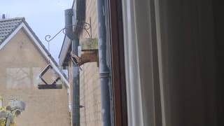 Specht eet pindakaas