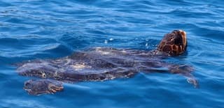 Schildpad  Zakynthos 