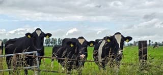 Bewolking wind en regen boven nieuwschierige koeien 