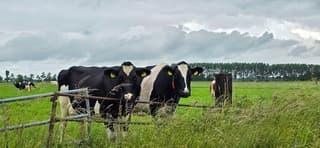 Regenwolken wind en regen boven nieuwschierige koeien 