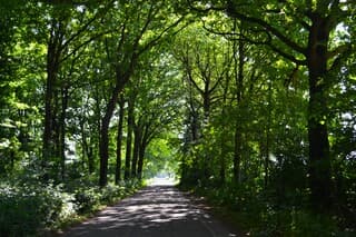 Doorkijkje in het bos.