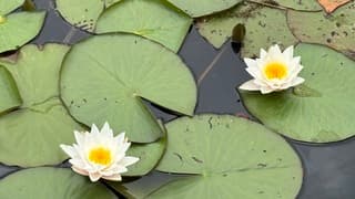 Waterlelies