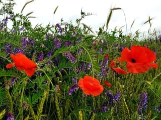 Wilde bloemen in Vriescheloo. 