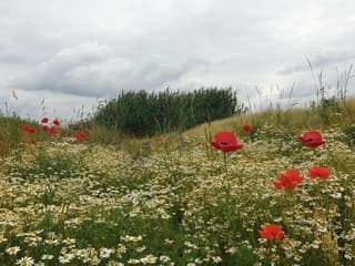 Wat is de natuur toch mooi. 