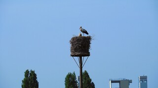 OOIEVAAR MET JONG