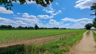 maisveld in bloei, mooie stapelwolken lucht