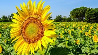 Zonnebloemenveld