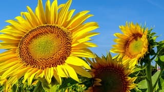 Zonnebloemenveld