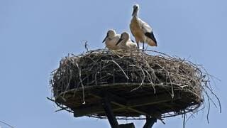 ooievaar met jonkies