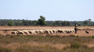 Schapenherder op de Veluwe 