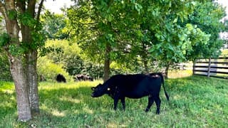 Deze koe heeft een heerlijk plekje gevonden in de schaduw.