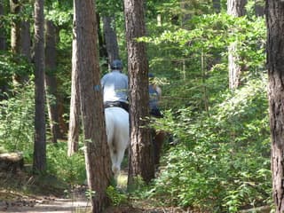Verkoeling zoeken in het bos.