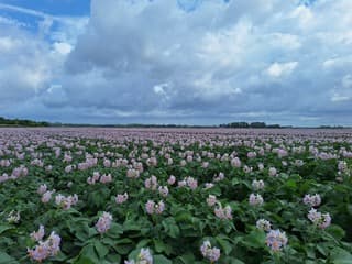 Perceel bloeiende Aardappels ras lady jane