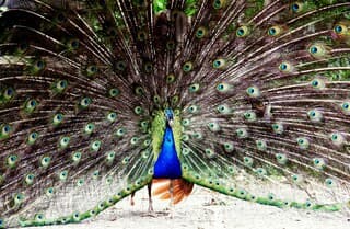 Hij blijft zo mooi .