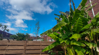Bananenboom in vriendelijke bewolktelucht 