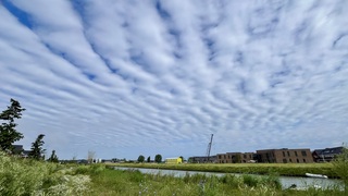Undulatus