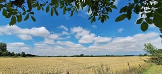 Goudgeel graan in de zon