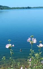 Hommel bij lange vlieter met strak blauwe lucht 