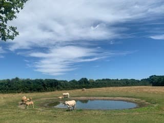 Koeien blijven bij en soms in het water 