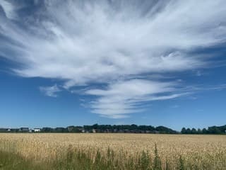 Uitzicht over een tarwe veld