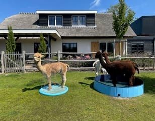 Alpaca`s