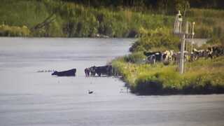 Verkoeling voor de koeien