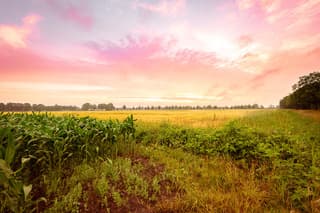 Laatste Licht op het Land