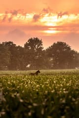 De horizon houdt zijn adem in