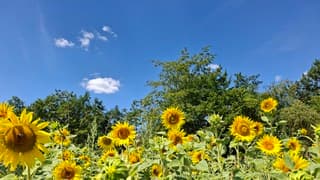 Zonnebloemen