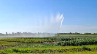 Sproeien tegen de droogte 