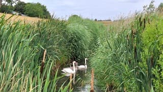 Een zwanenfamilie beschut tegen de toch wel stevige wind