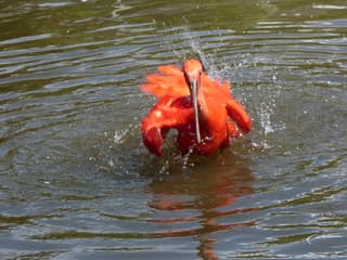 De rode Ibis is lekker aan het badderen.