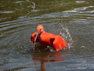 De rode Ibis is lekker aan het badderen.