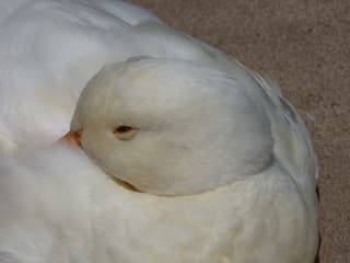 Genietend van het zonnetje.