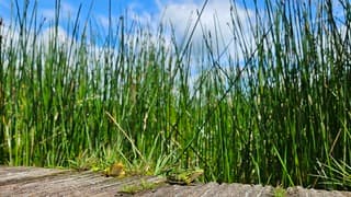 Poelkikkers genieten van het zonnetje 