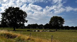 Koeien zoeken al verkoeling 