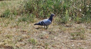 Reisduif pauzeert even.