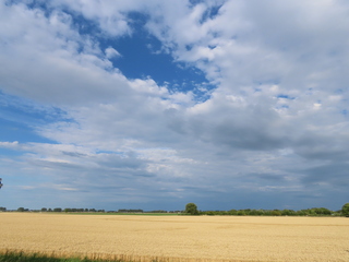 wat meer wolken, boven graanveld