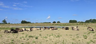 Slapen paarden langs de Maas