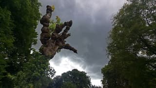 Dreigende luchten begin van de middag in Wapenveld, foto is van onder naar boven genomen, te zien een dode boom waar toch weer nieuwe loten/takken uitgroeien