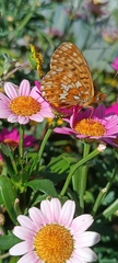 Zilvermot op deze bloem in Chamonix 