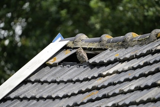 Steenuiltje checkt of het droog blijft