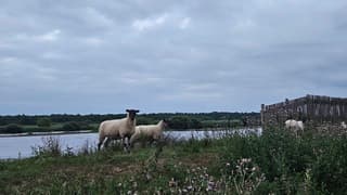 Schapen grazen in het natuurgebied