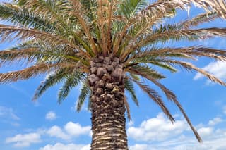 Tropische temperaturen. 