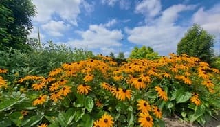 Geen zonnebloem maar een zonnehoed in bloei