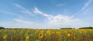 Vive la "Zeeuws-Vlaanderen "