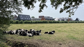 Koeien zoeken de schaduw op